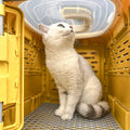Foldable Pet Transport Box