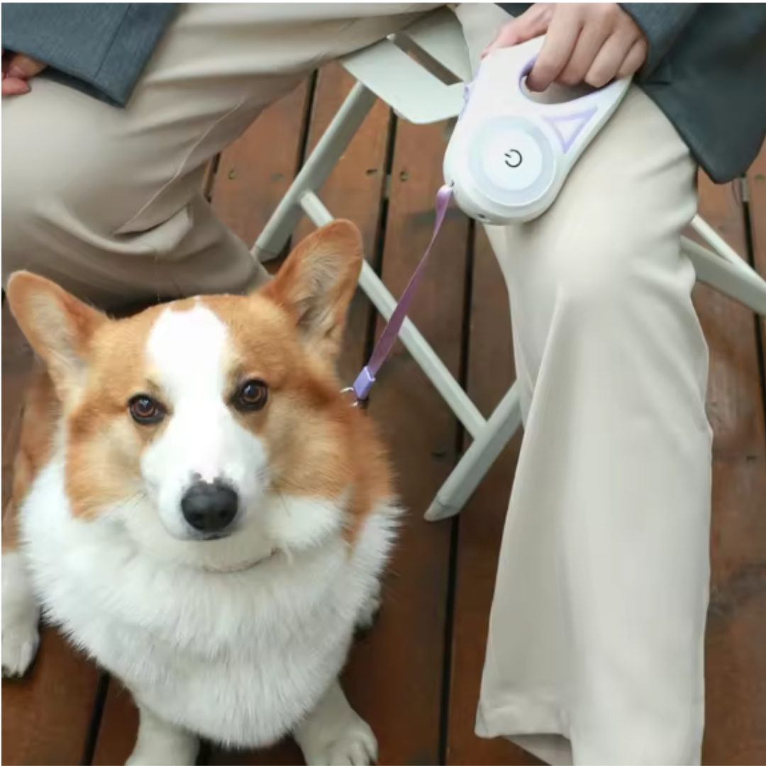GlowLeash Walk