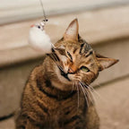 Interactive Cat Toy – FlatterFreund