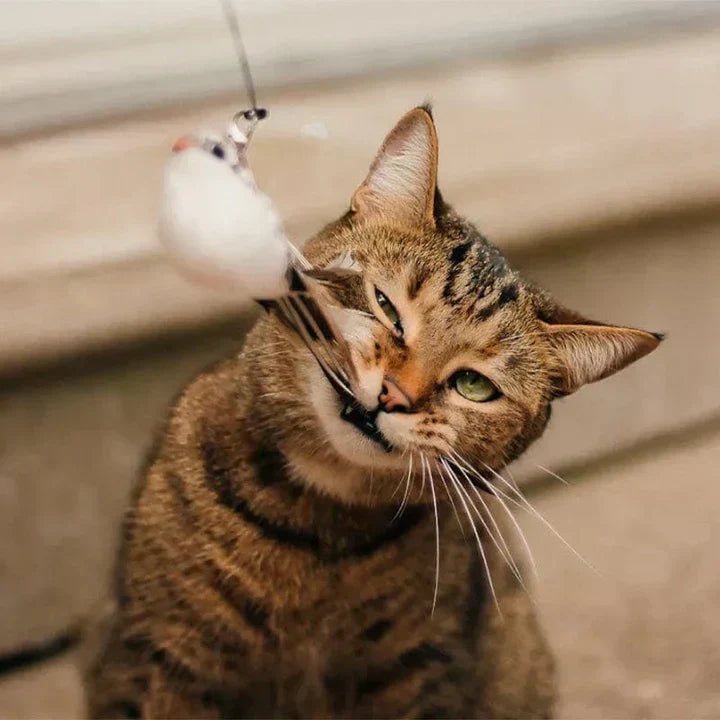 Interactive Cat Toy – FlatterFreund