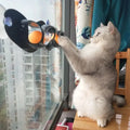 Window Table Tennis Cat Toy