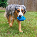 Squeaky Dog Toys for Aggressive Chewers