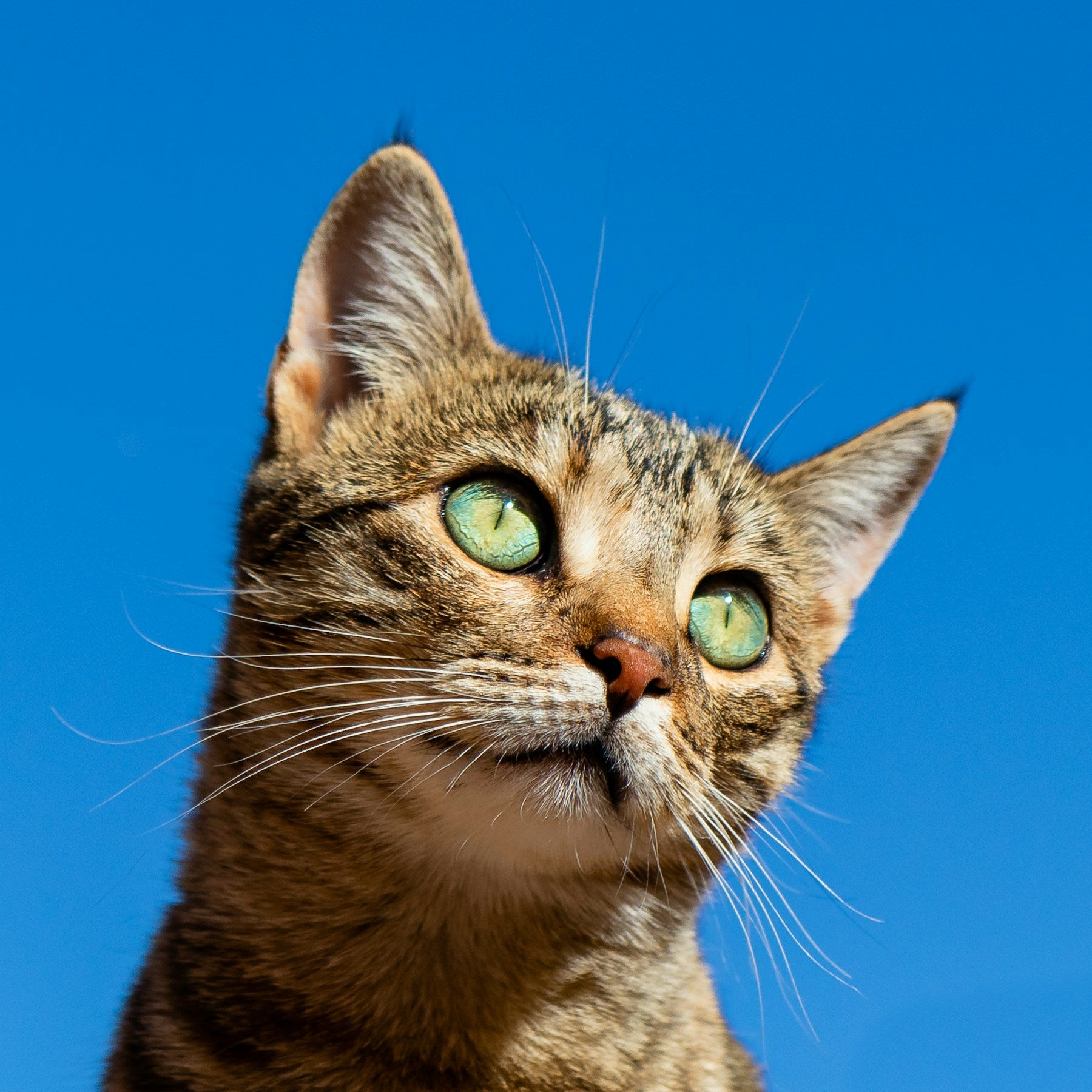 Cat resting at home